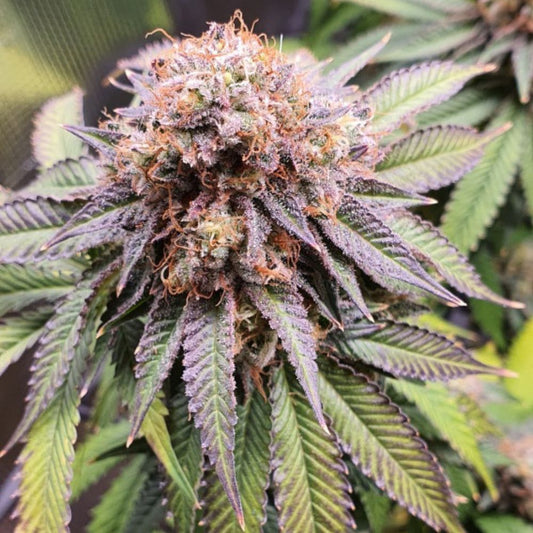 Orange Punch Mimosa Steckling 30% THC