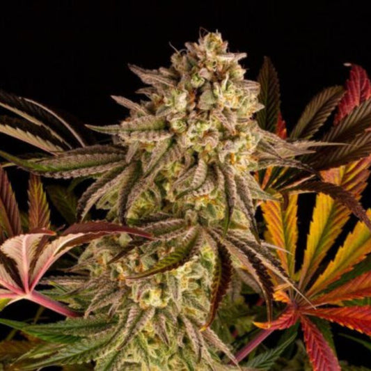 Spooky OG Steckling 20% THC