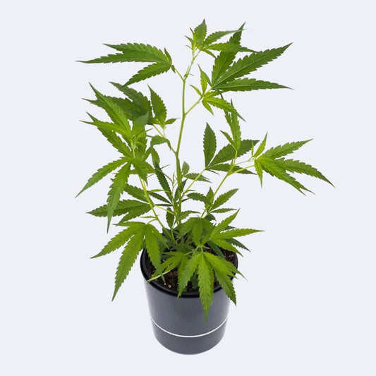 Amnesia Haze Core Cut