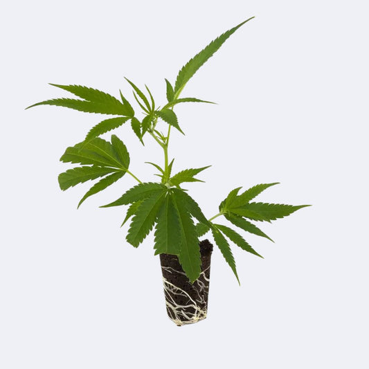 Amnesia Haze Core Cut