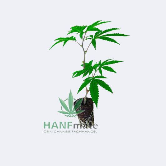 LA Amnesia Steckling 24% THC