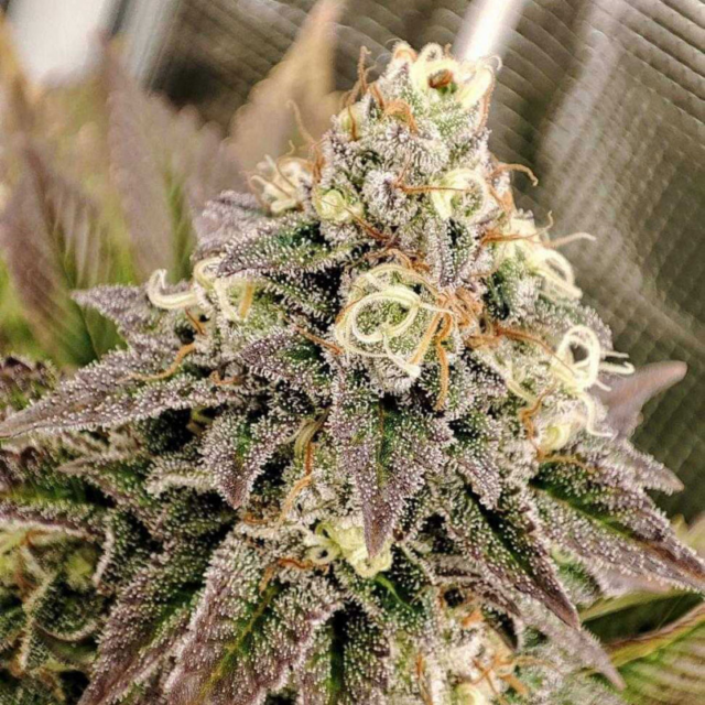 Euphoria Steckling 10% THC