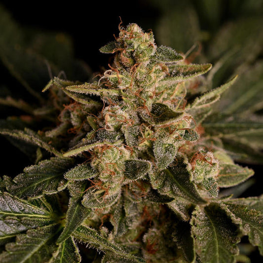 Forbidden Fruit Samen Feminisiert