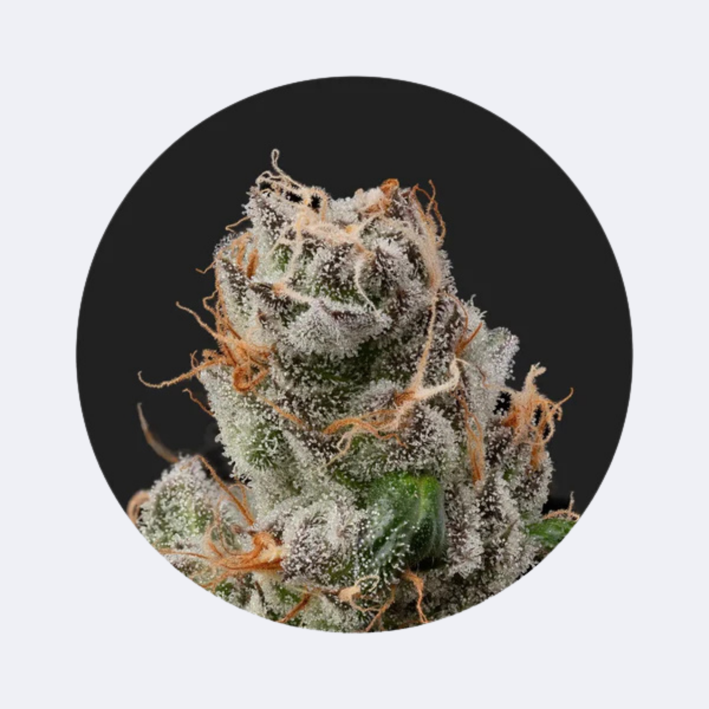 Cali Genetics "GMO Rootbeer" - Fast Flowering - 3 Stck.