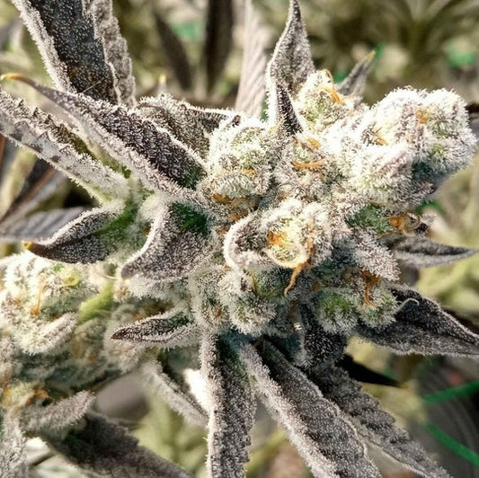 Georgia Pie Samen Feminisiert