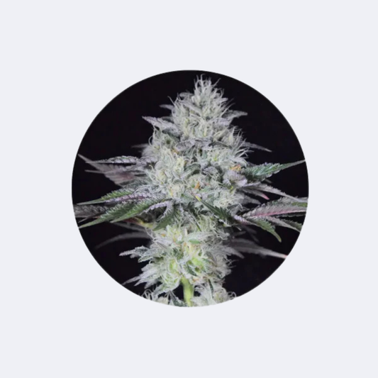 Cannabis Samen "Gorilla Glue" - Autoflower - 3 Stck.
