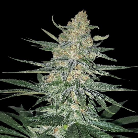 Gorilla Glue Samen Feminisiert
