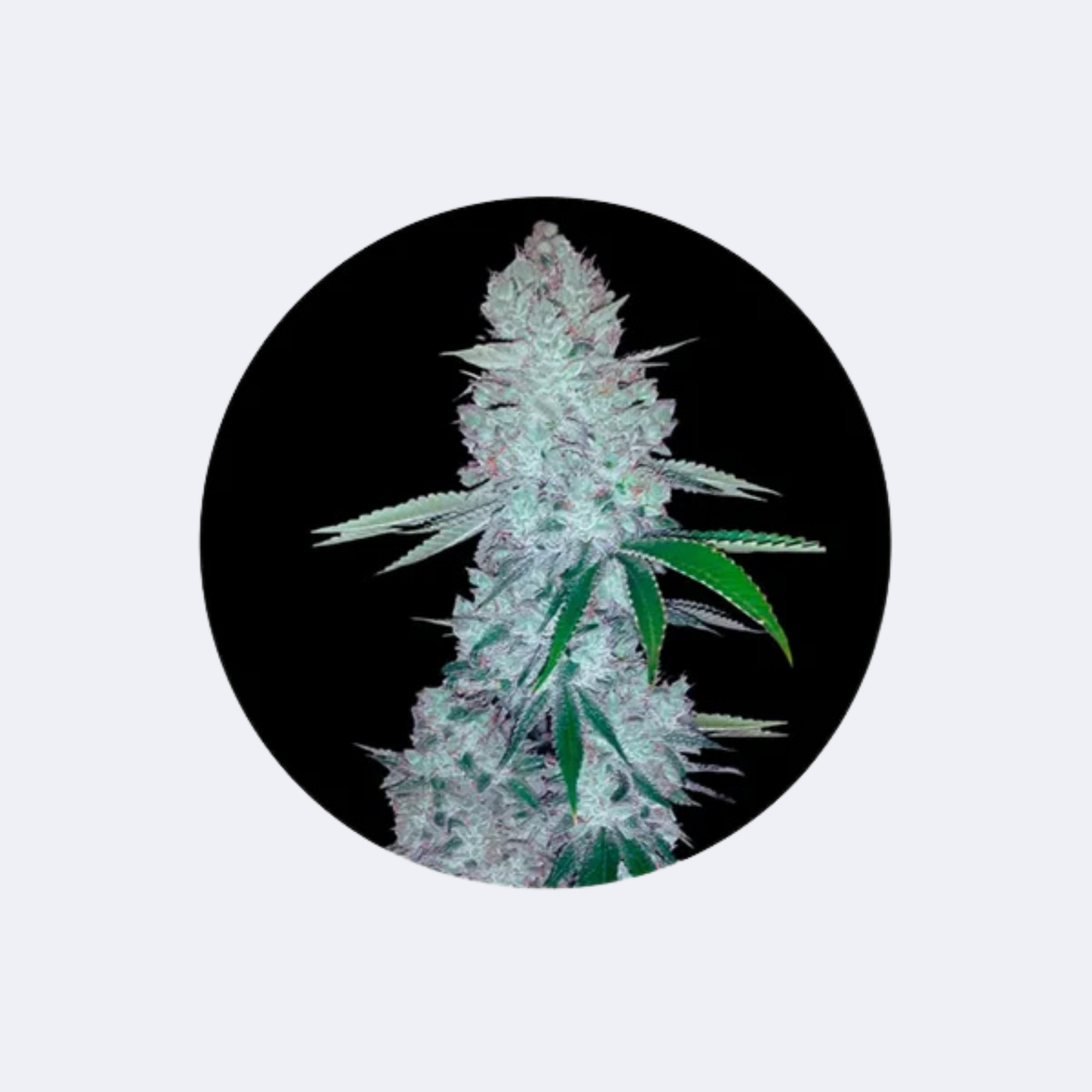 Cannabissamen "Gorilla Glue" - Feminized - 3 Stck.