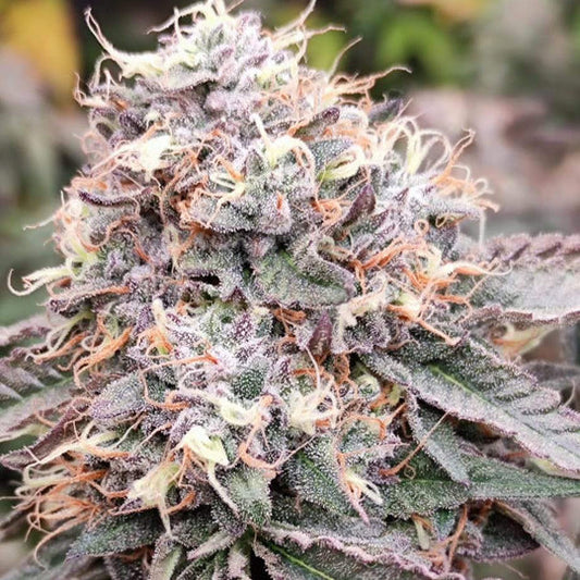 Hardcore OG Samen Automatik