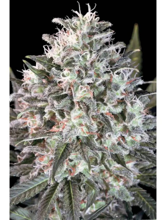 LA Amnesia Steckling 24% THC