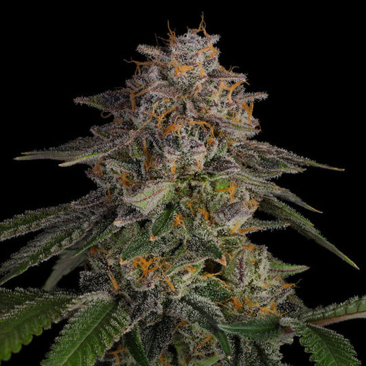 LA Kush Cake Samen Feminisiert