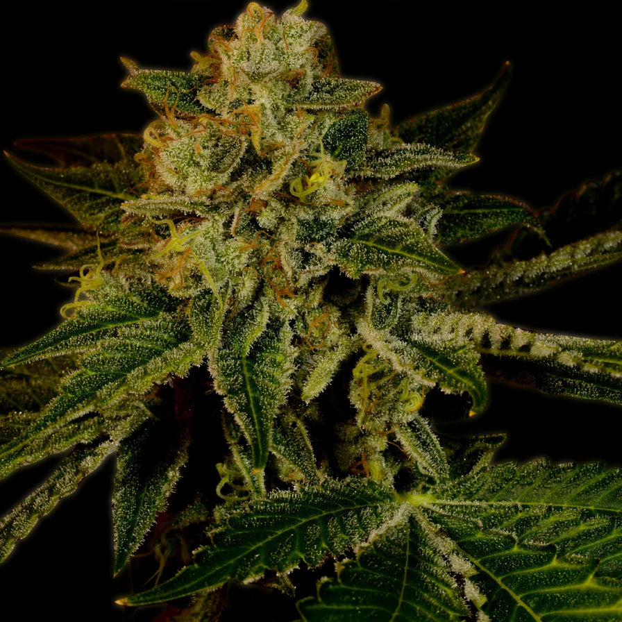 Mango Kush Steckling