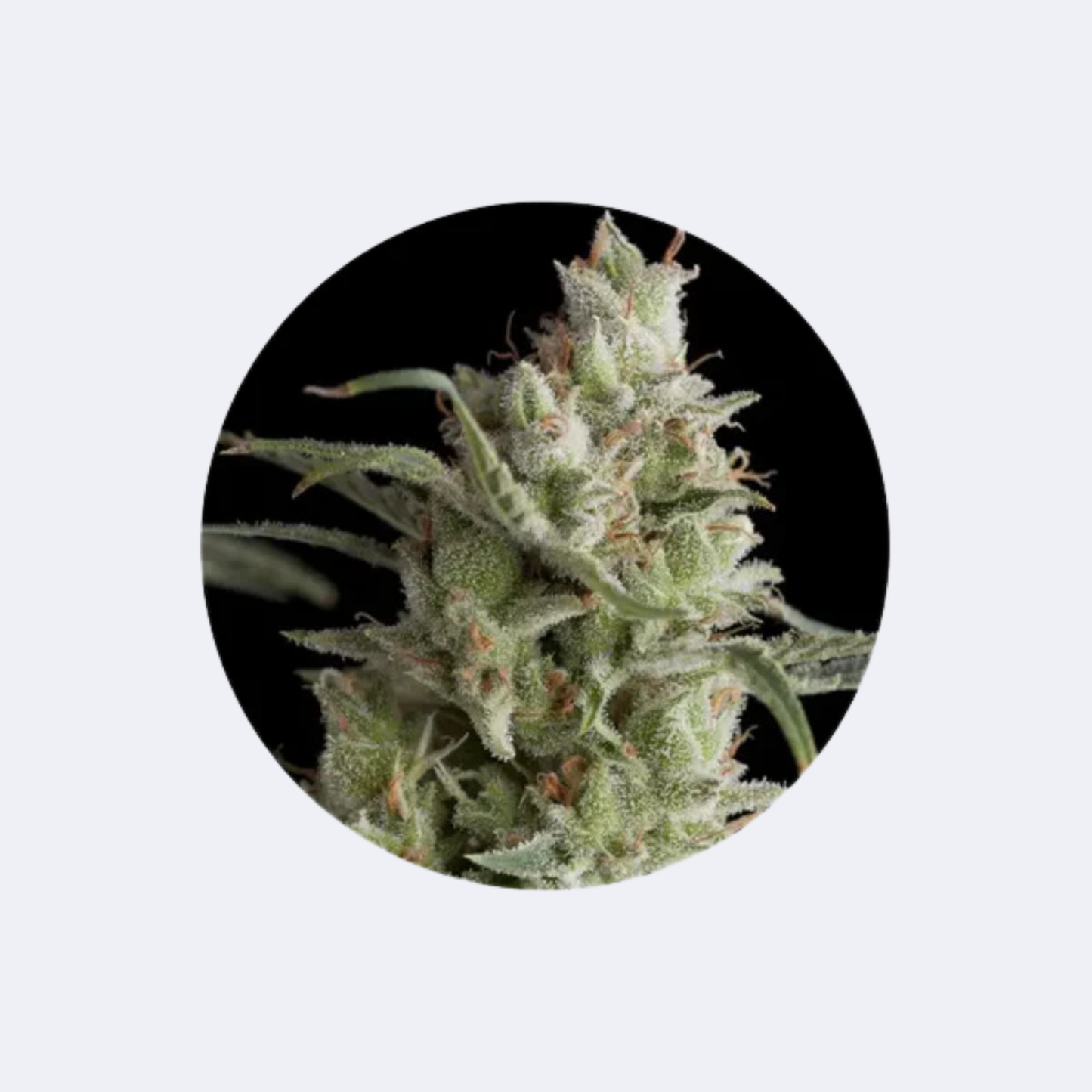 Cali Genetics "OG Kush" - Feminized - 3 Stck.
