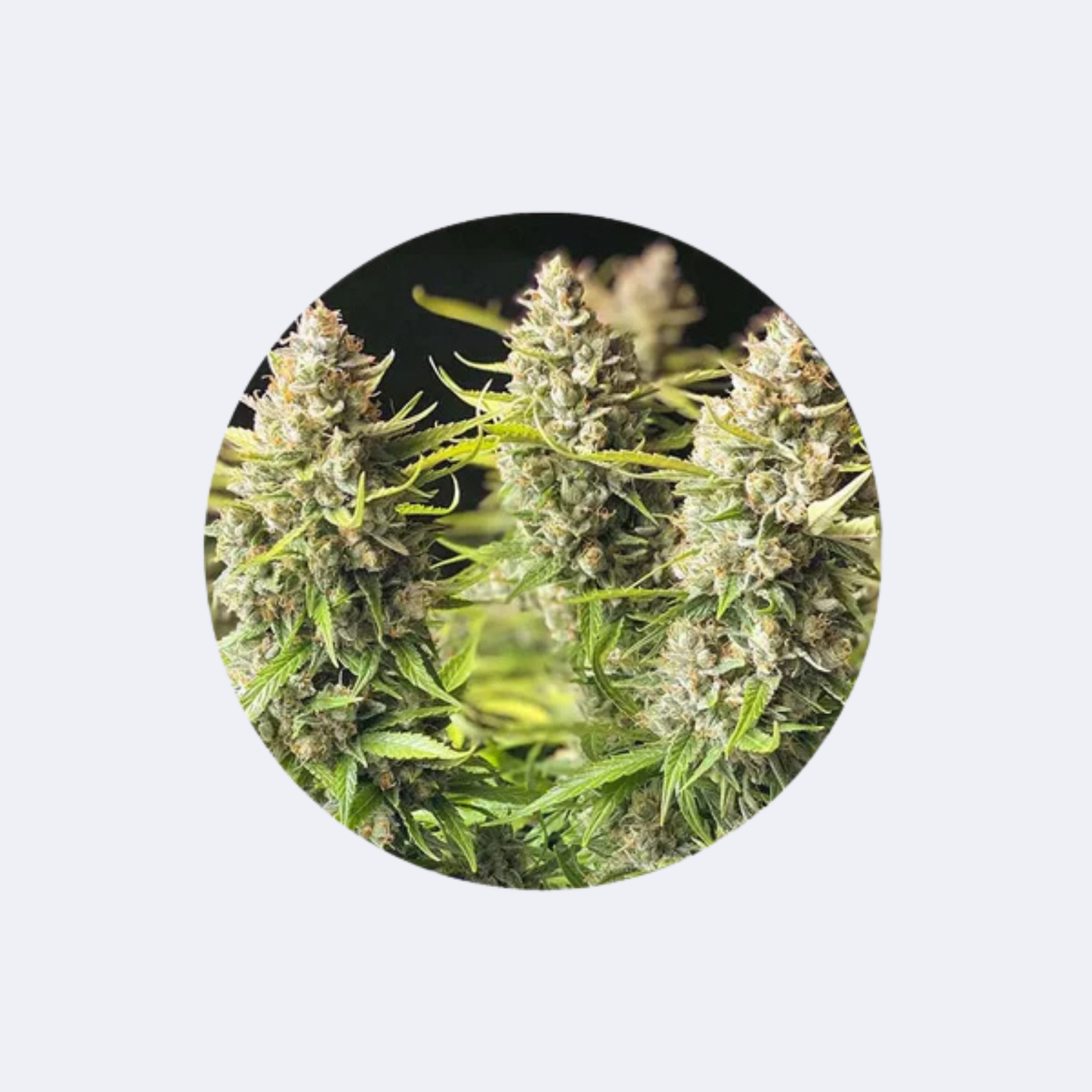 Cannabissamen "Orange Bud" - Autoflower - 3 Stck.