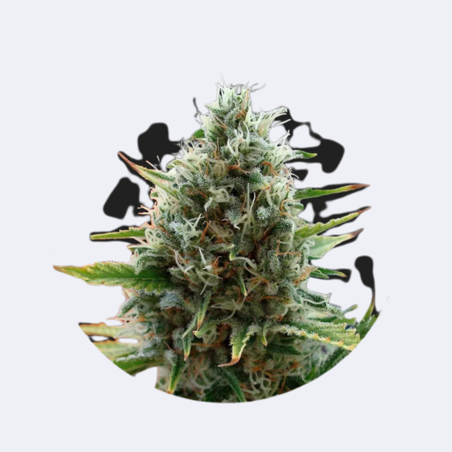 Cali Genetics "Papaya" - Fast Flowering - 3 Stck.