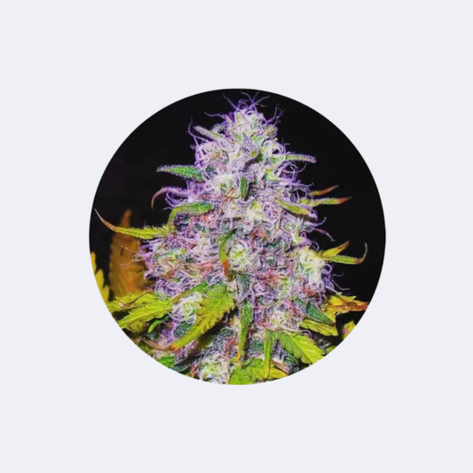 Cannabis Samen "Purple Haze" - Feminized - 3 Stck.