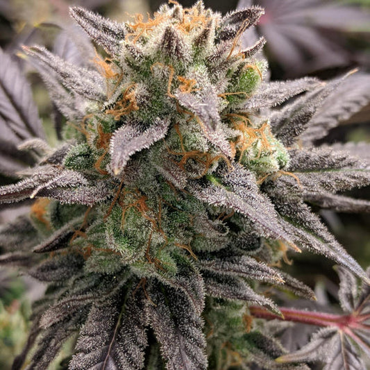 Runtz Jealousy Samen Feminisiert