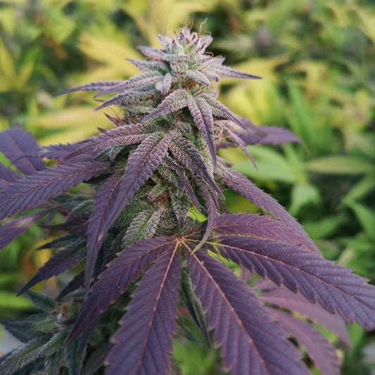 Skittlez Samen Feminisiert