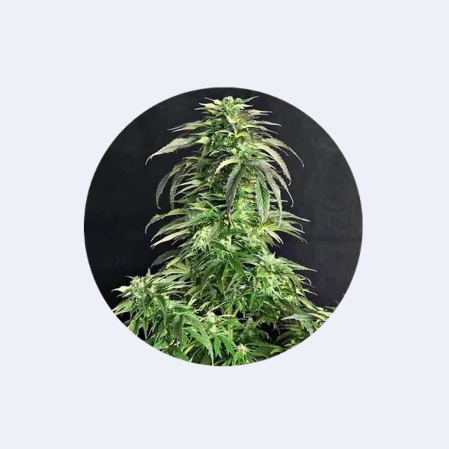 Cannabissamen "Somango" - Autoflower - 3 Stck.