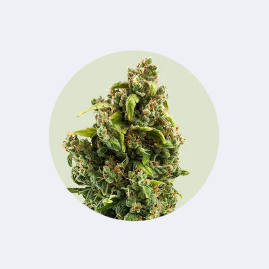 Cali Genetics "Sour Diesel" - Autoflower- 3 Stck.