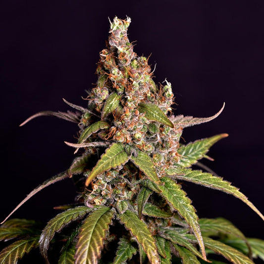 Sour Tangie Samen Automatik