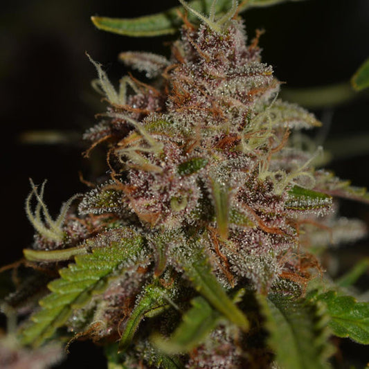 Strawberry Tart Samen Feminisiert