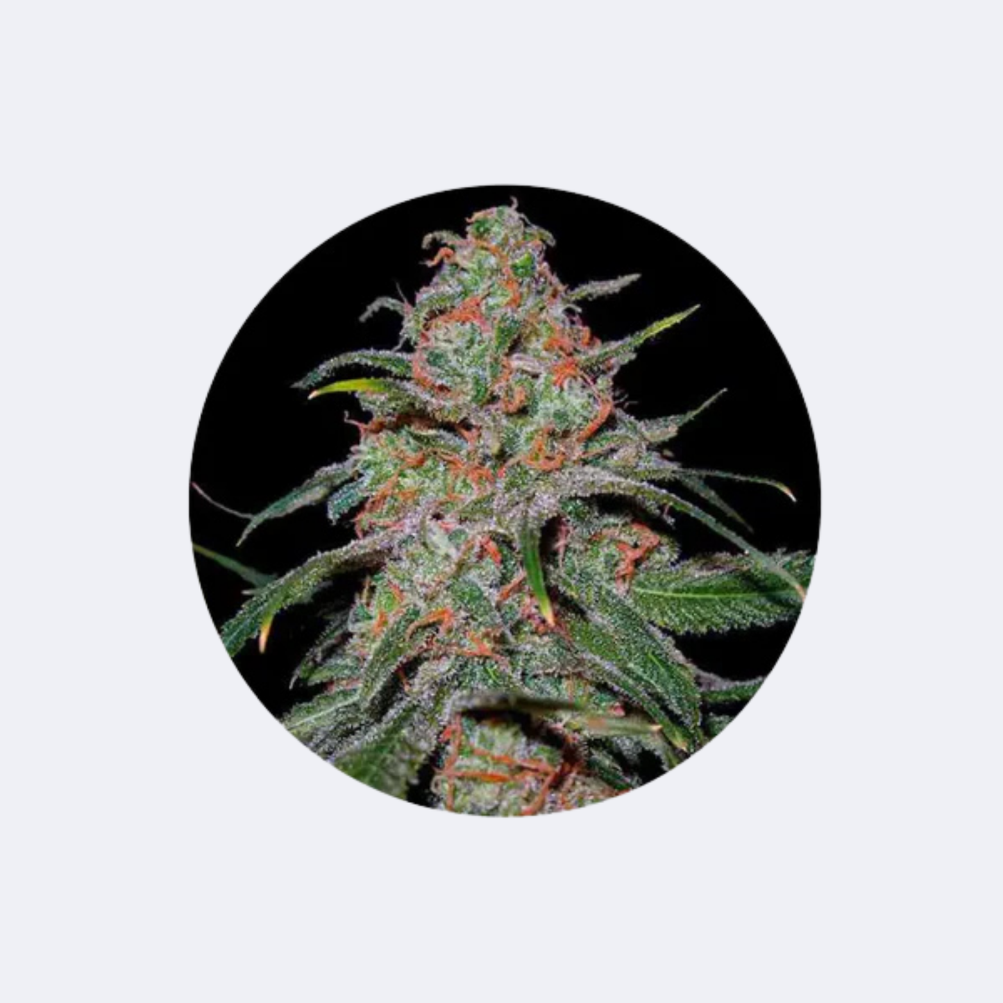 Cannabis Samen "Super Lemon Haze" - Autoflower - 3 Stck.