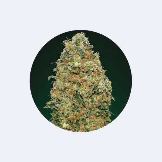 Cannabis Samen "Super Skunk" - Autoflower - 3 Stck.