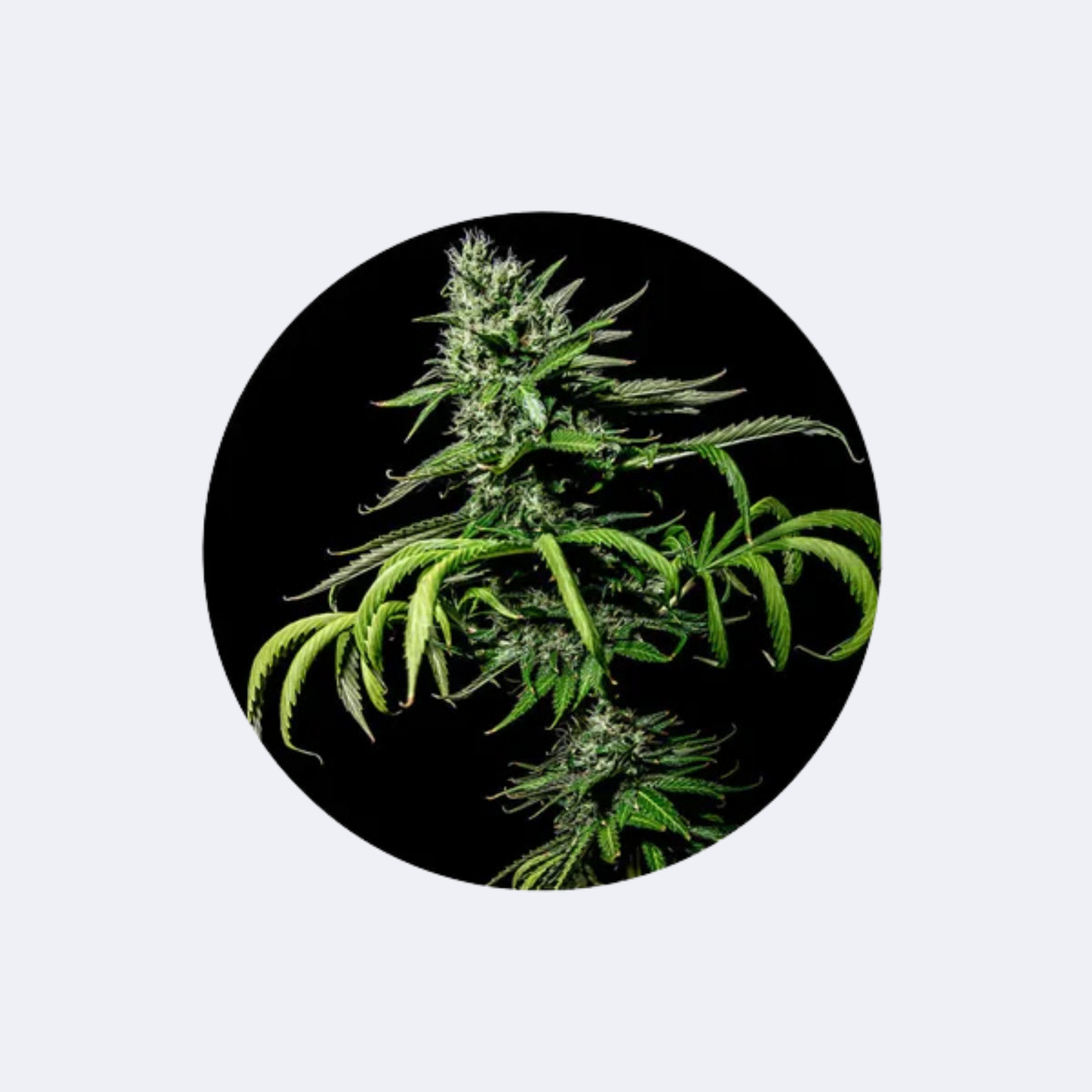 Cannabis/Hanfsamen Samen "Tropicana Cookies" - Feminized - 3 Stck.