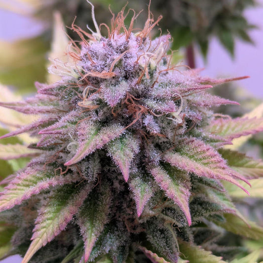 Watermelon Zkittlez Samen Feminisiert