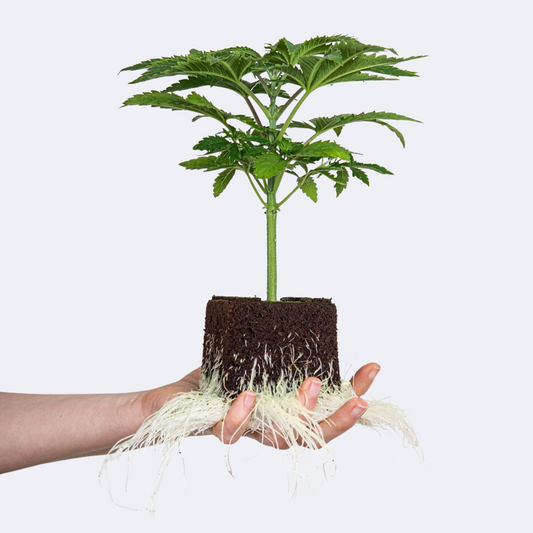 GMO Hanfsämling Seeds24 Original