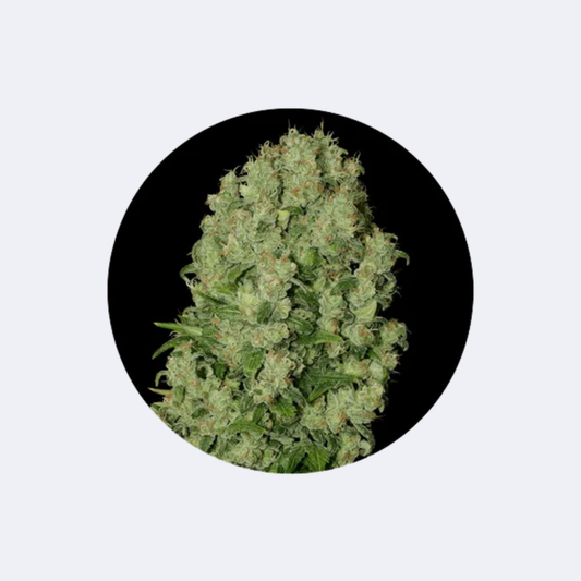 Cannabis Samen "White Russian" - Autoflower - 3 Stck.