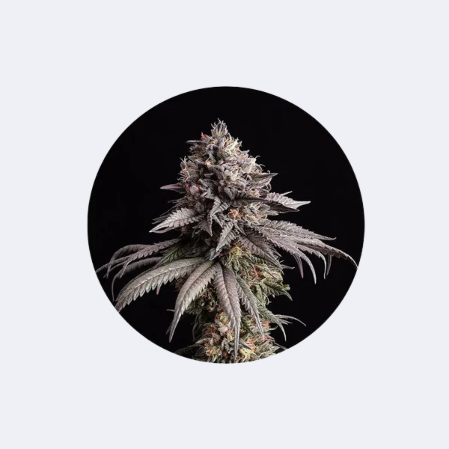 Cali Genetics "Zkittles Gelato" - Feminized - 3 Stck.