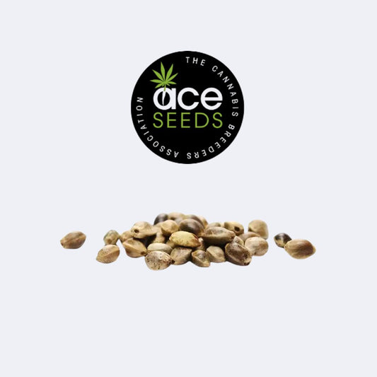 HashPlant Haze X Kali China Feminisiert