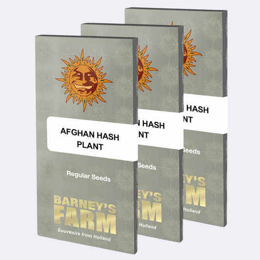 Afghan Hash Plant Regulär