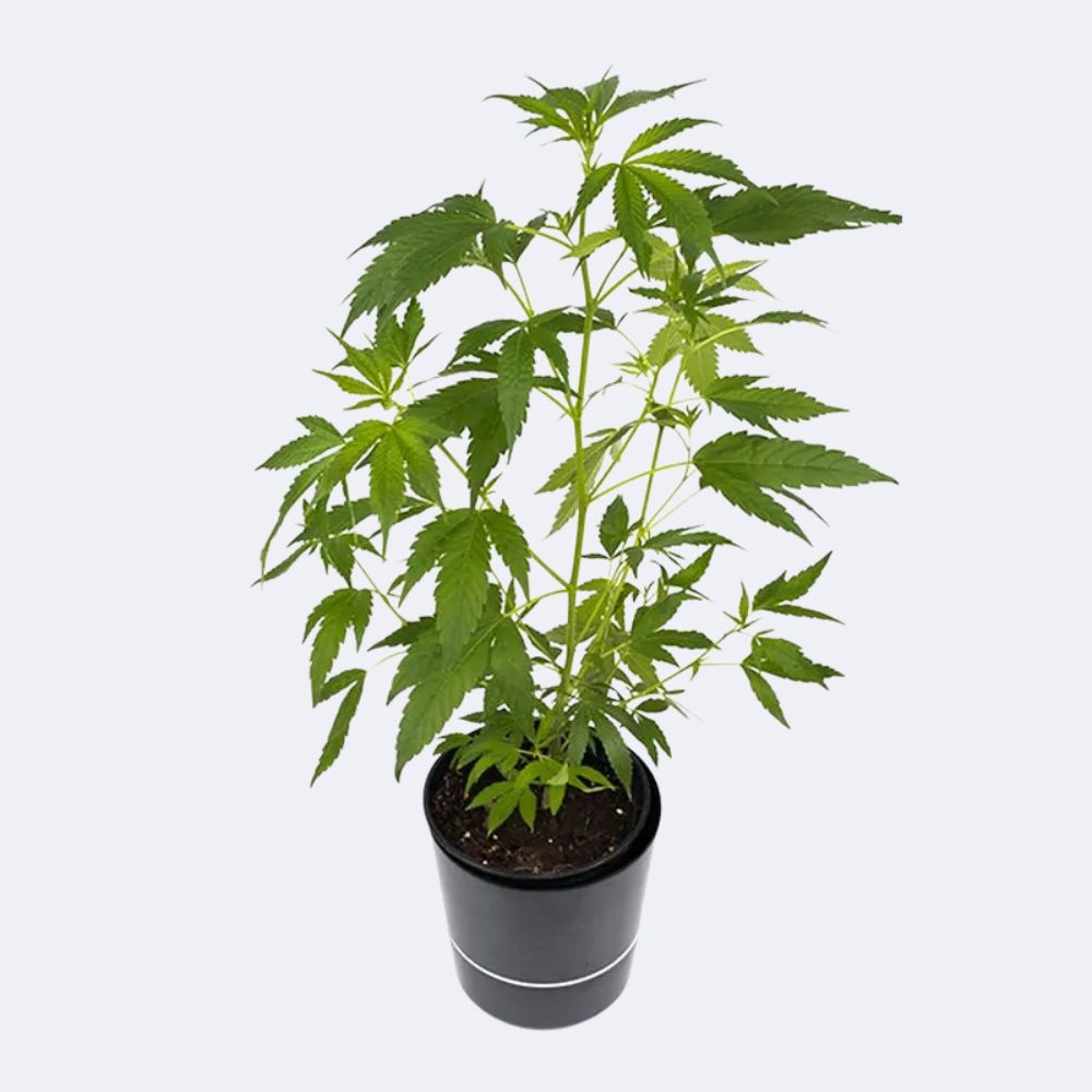 AK 47