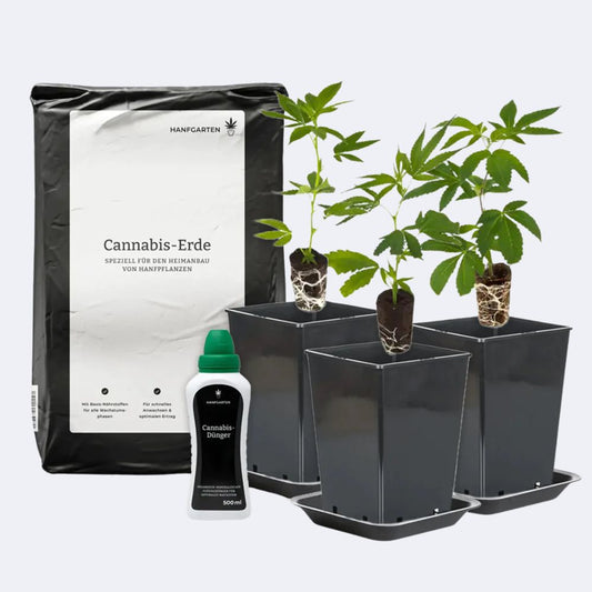 Cannabis-Anbau Starterset
