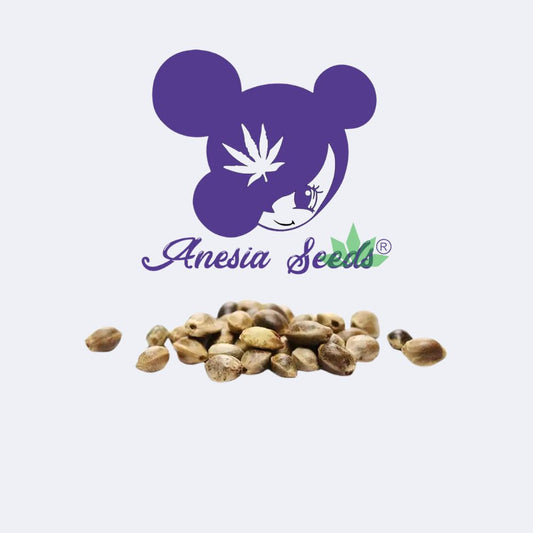 Future #1 Feminisiert