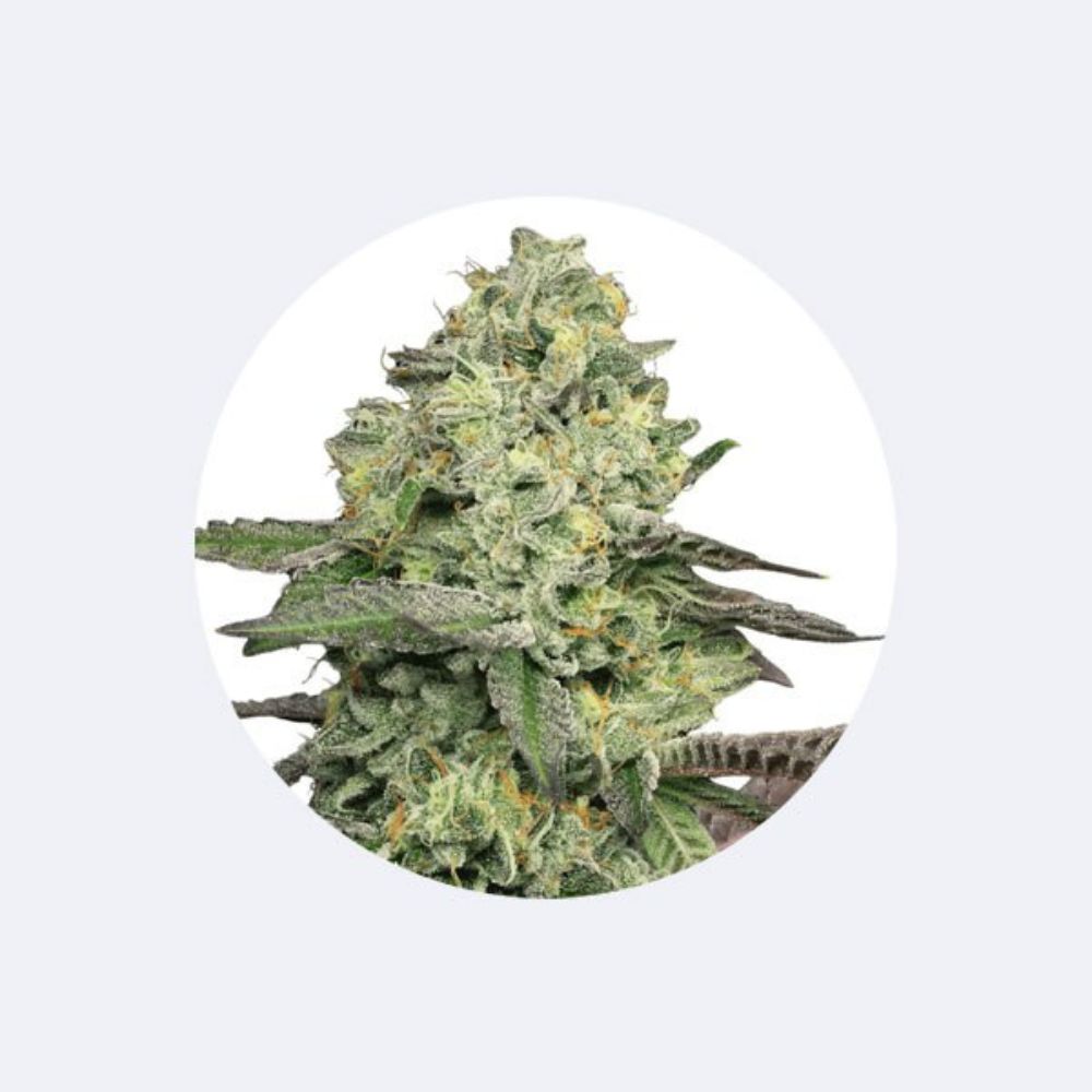 Cannabissamen "Animal Face" - Feminized - 3 Stck.