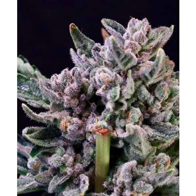 Gelato 41 Fast Feminisiert