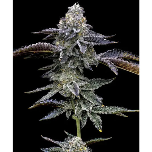 Blue Dream Feminisiert