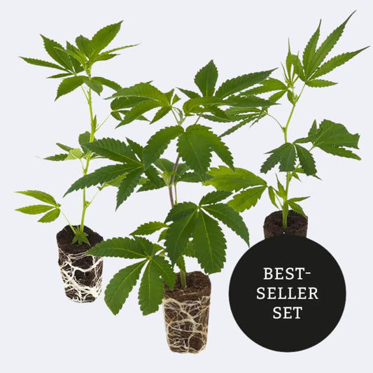 Bestseller Stecklinge 3er-Set