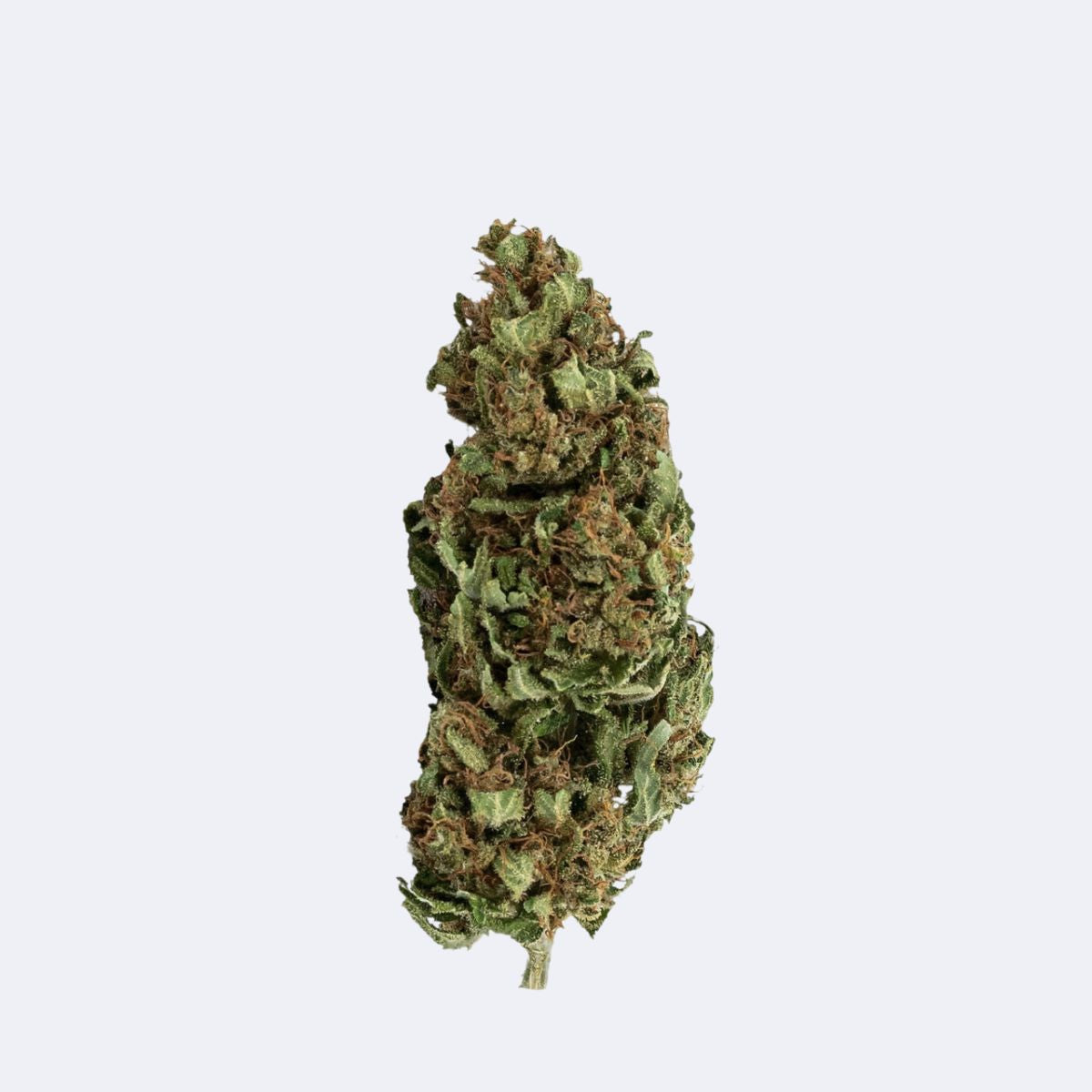 Blackberry | CBD Blüten