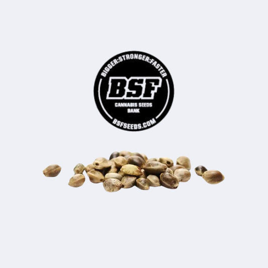 Gorilla Kingdom Glue #4 Feminisiert