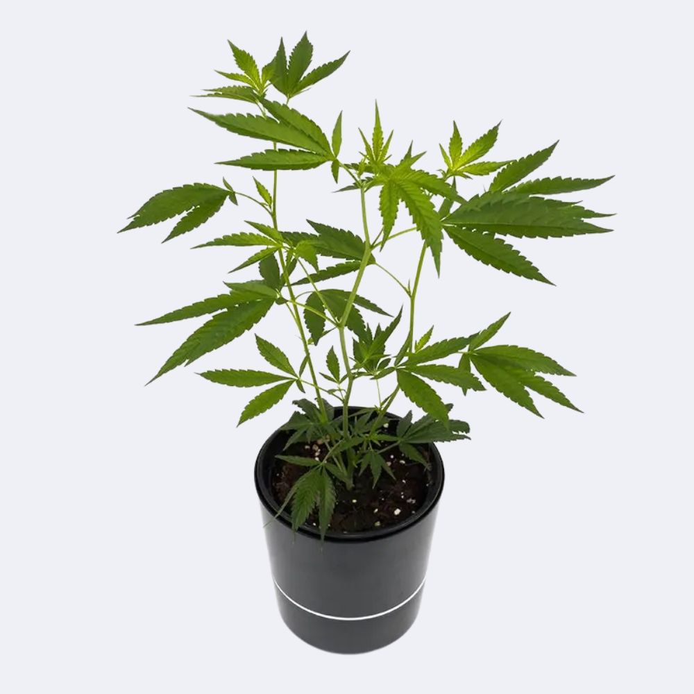 Cannalope Haze