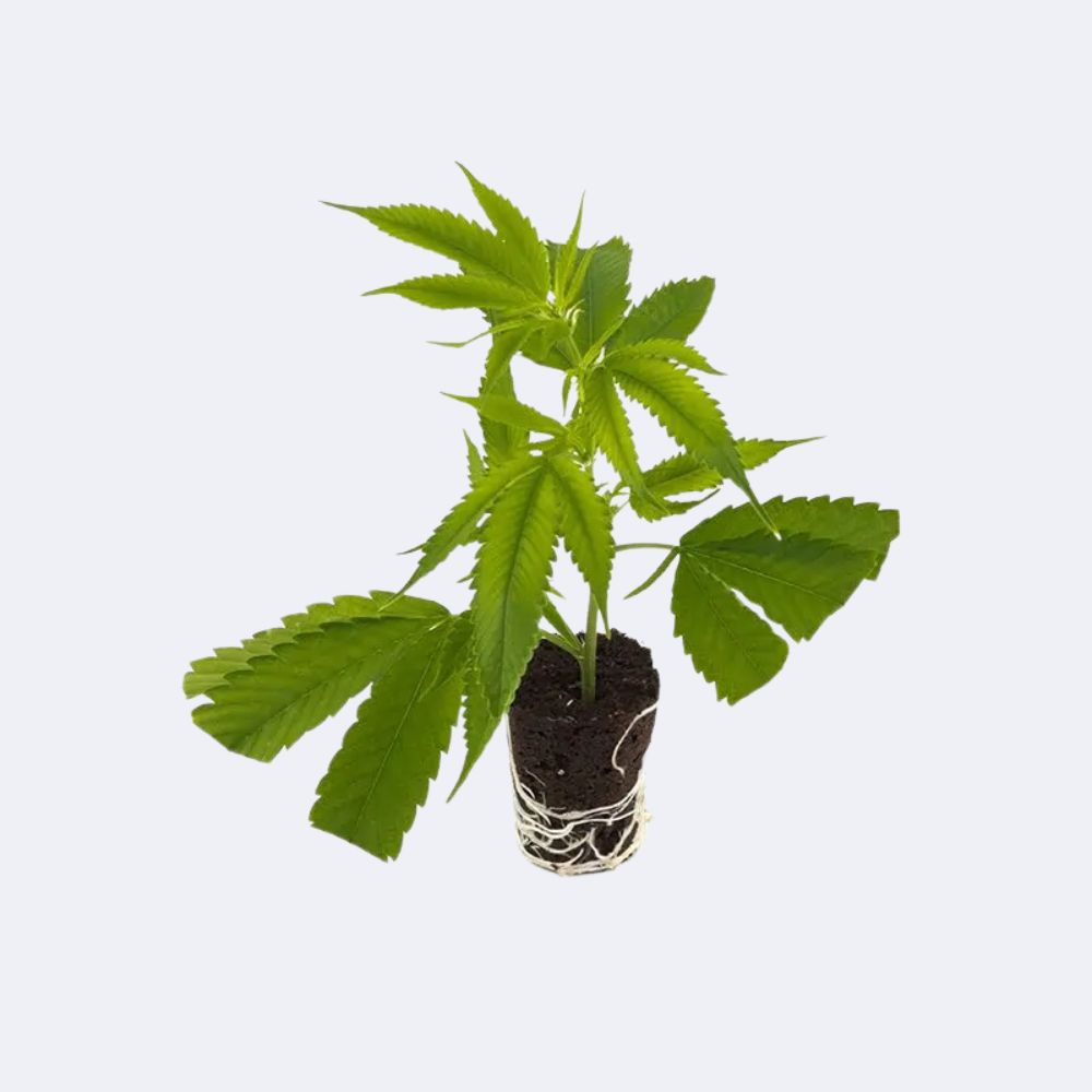 Cannalope Haze