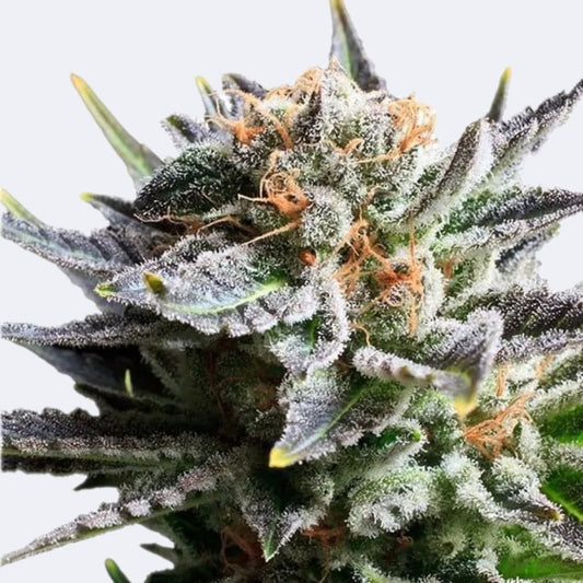 Fruit Spirit | Feminisiert