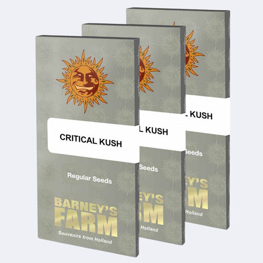 Critical Kush Regulär