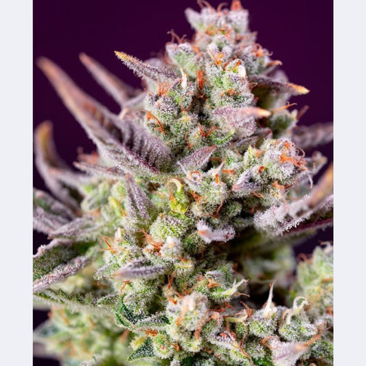 Sweet Zenzation XL Auto