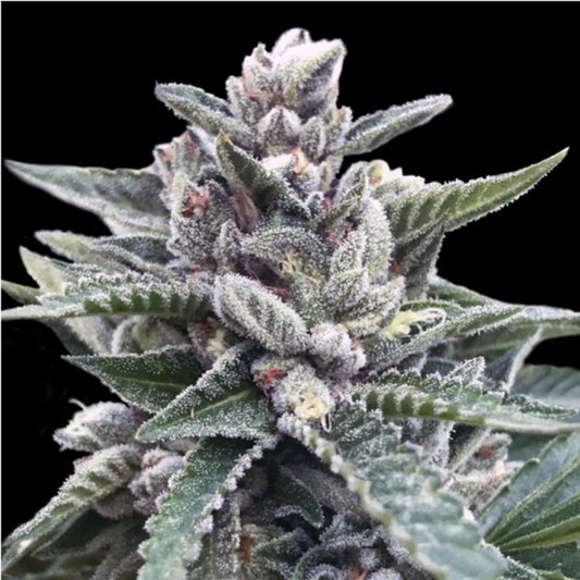 Kosher Sorbet Feminisiert